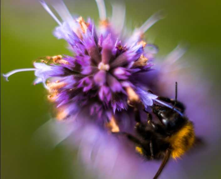 2018-06-06_04-50-46 © fotografie Maarten Duijvestijn